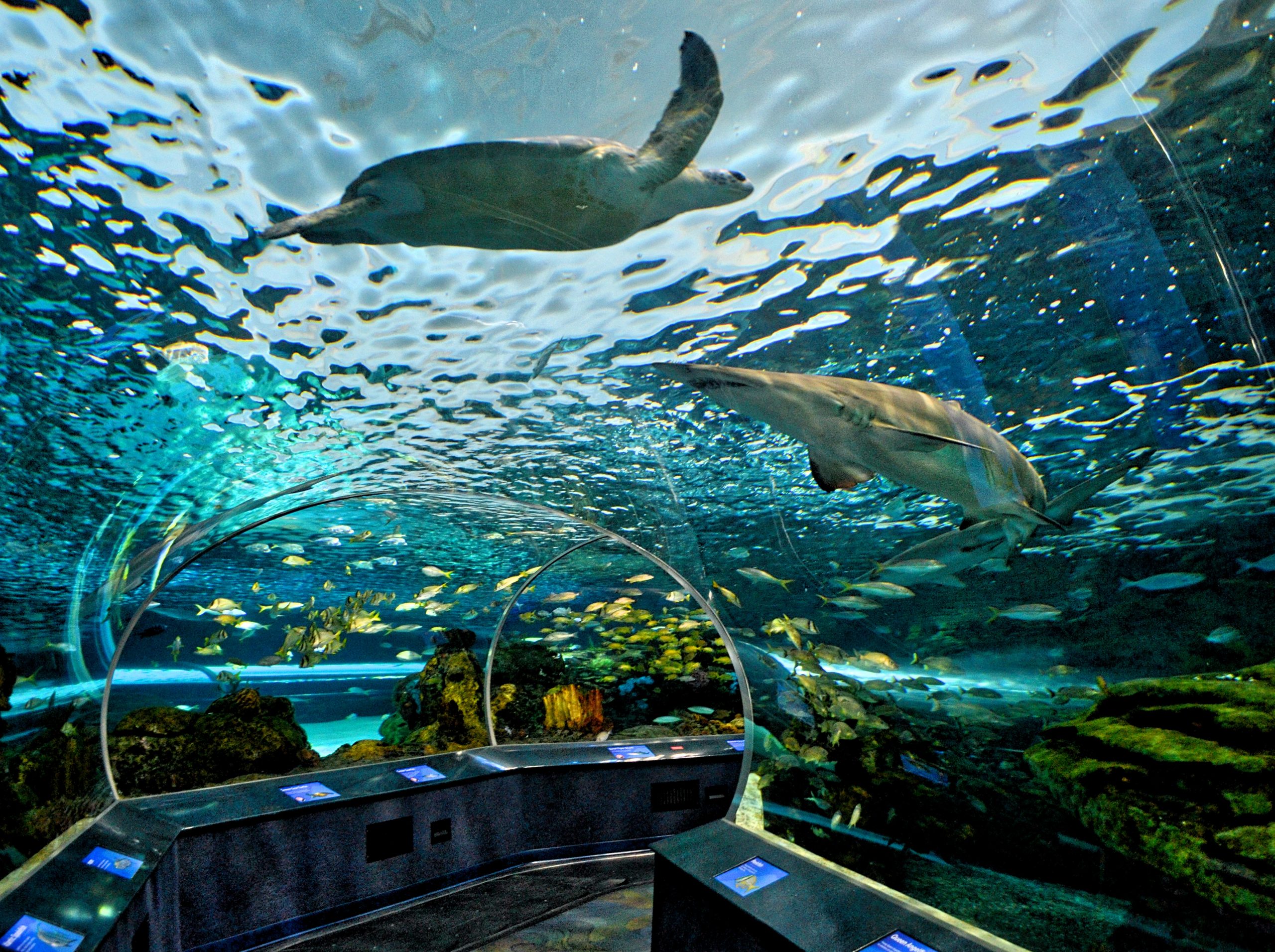 Ripley’s Aquarium