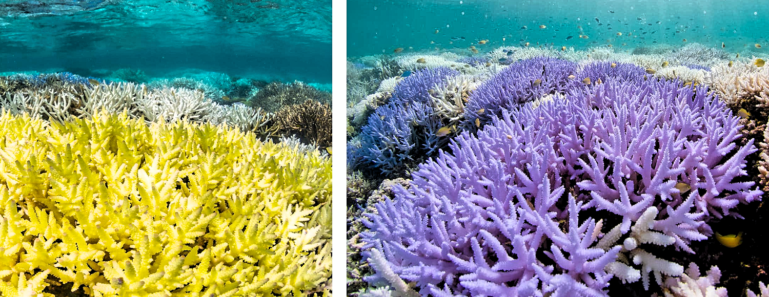 The Coral Reefs
