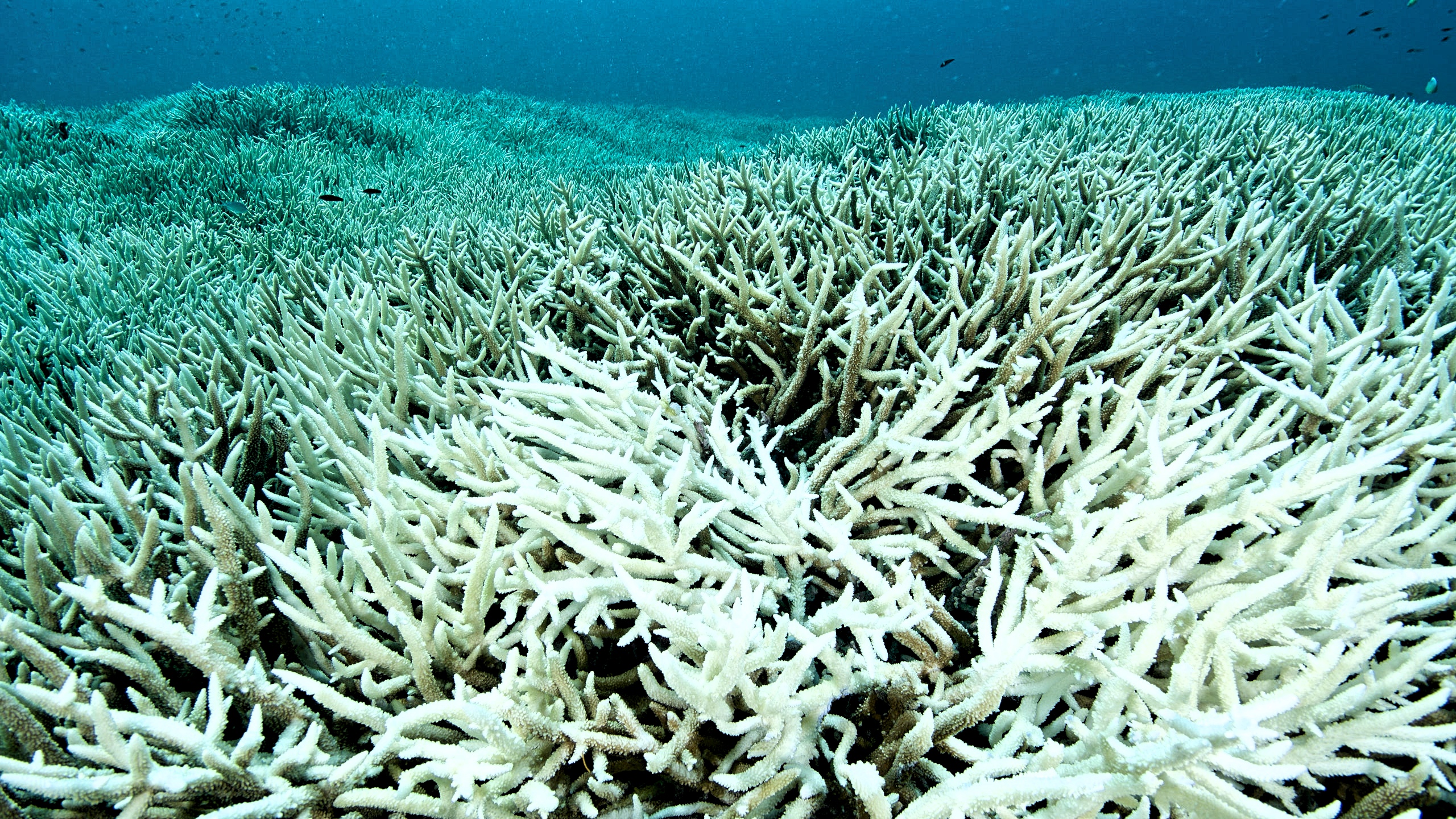 The Coral Reefs