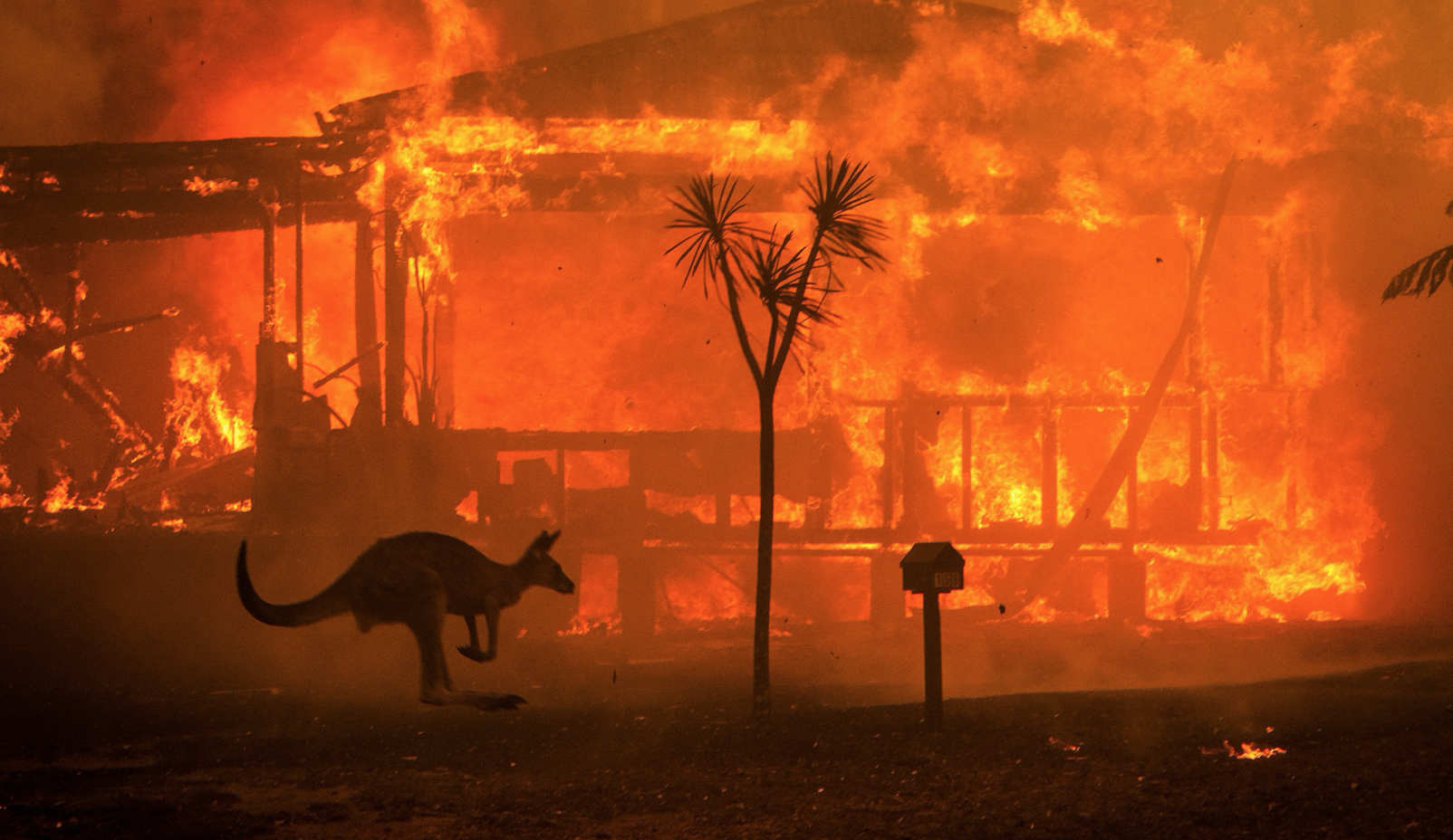 Australia Fire, New York Times